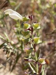 Scutellaria californica