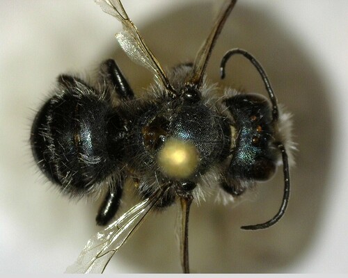 iNaturalist observation photo of Mason Bees