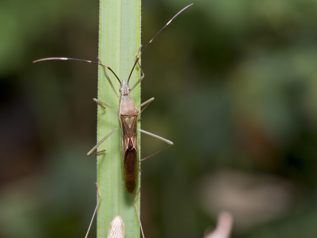 Leptocorisini