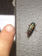 Buprestis rufipes