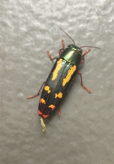 Buprestis rufipes