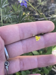 Draba albertina