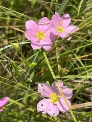Sabatia campestris