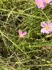Sabatia campestris