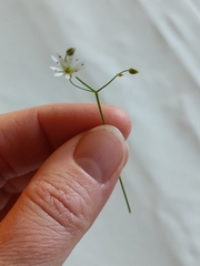Stellaria graminea