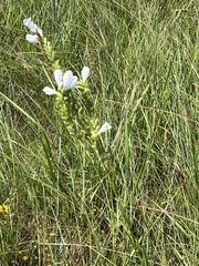 Physostegia angustifolia
