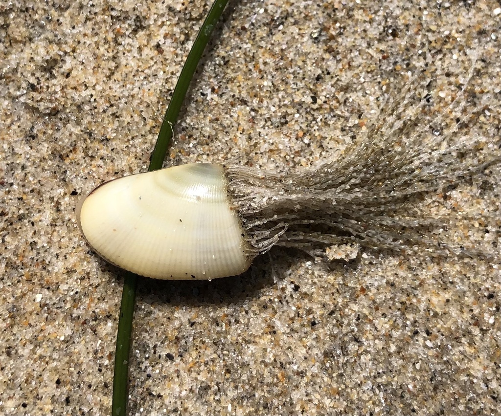 Bean Clam Hydroid