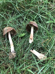 Conocybe tenera