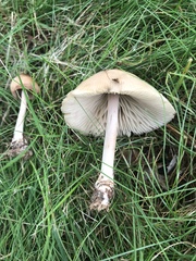 Conocybe tenera