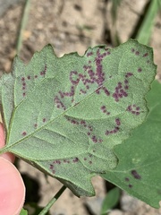 Norvellina chenopodii