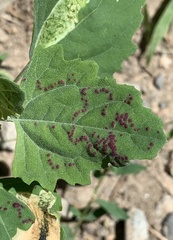 Norvellina chenopodii