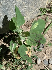 Norvellina chenopodii