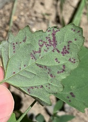 Norvellina chenopodii