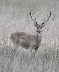 Rucervus duvaucelii branderi