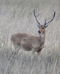 Rucervus duvaucelii branderi