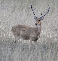 Rucervus duvaucelii branderi