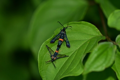 Synanthedon stomoxiformis
