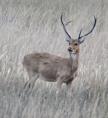 Rucervus duvaucelii branderi