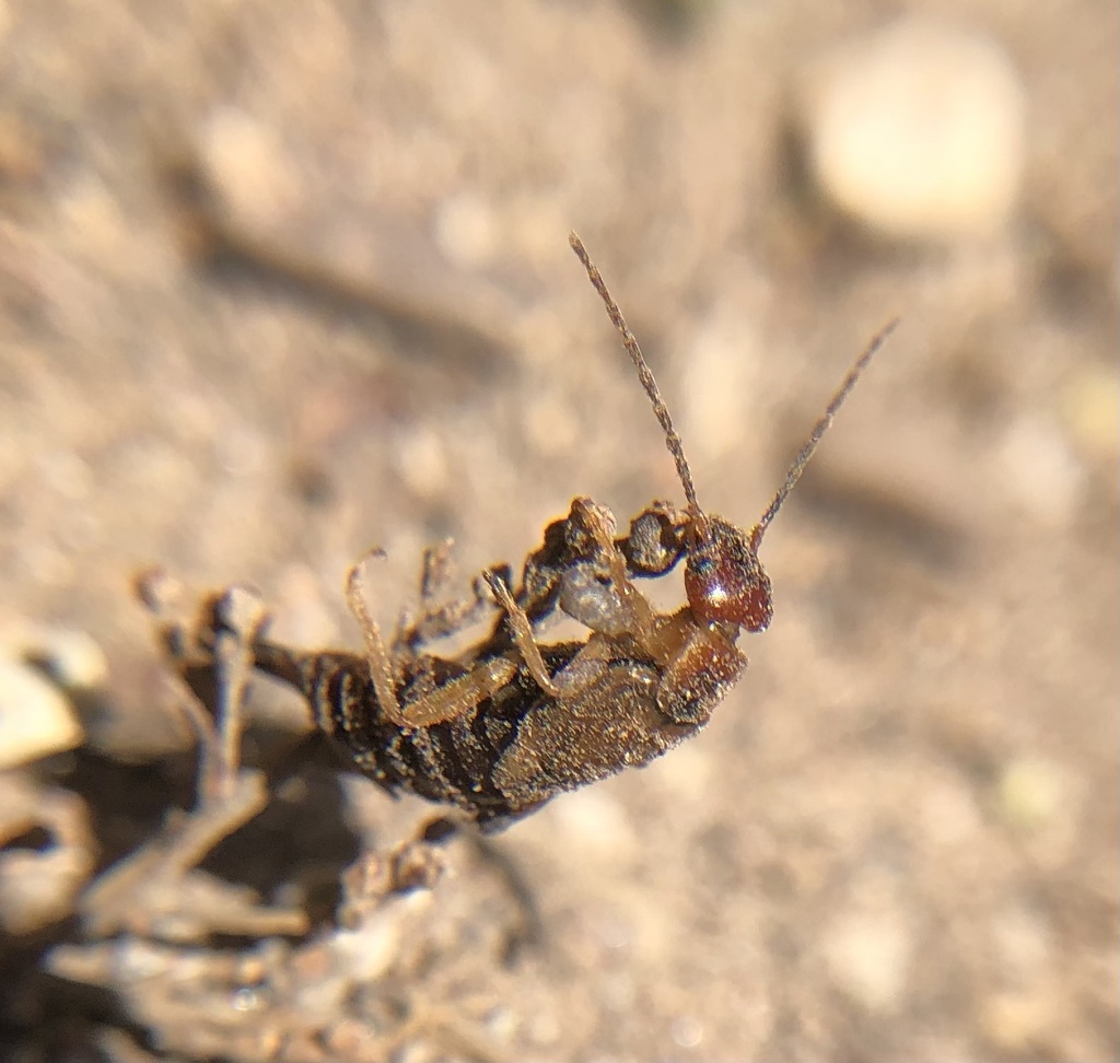 Forficula mediterranea