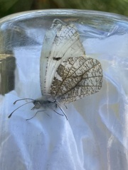 Anthocharis lanceolata