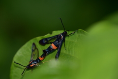 Synanthedon stomoxiformis