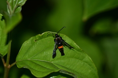 Synanthedon stomoxiformis