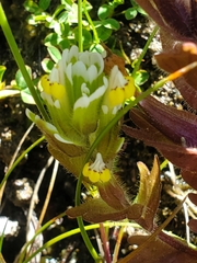 Castilleja ambigua