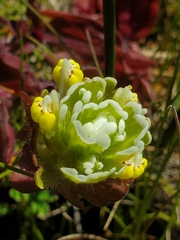 Castilleja ambigua