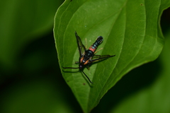 Synanthedon stomoxiformis