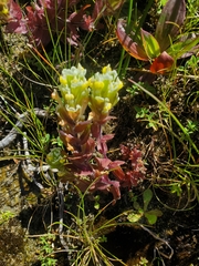 Castilleja ambigua