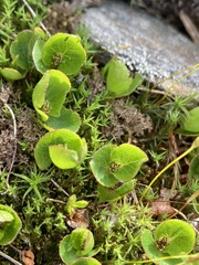 Salix herbacea