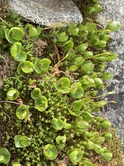 Salix herbacea
