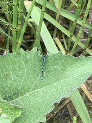 Coenagrion resolutum