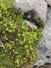 Salix herbacea