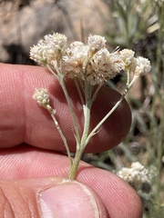 Antennaria luzuloides