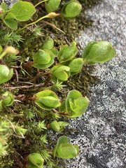 Salix herbacea