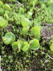 Salix herbacea