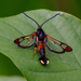 Red-tipped Clearwing Moth - Photo (c) Reflectitur Photons, some rights reserved (CC BY-NC), uploaded by Reflectitur Photons