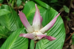 Goeppertia loeseneri