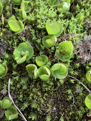 Salix herbacea