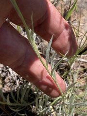 Antennaria luzuloides