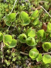 Salix herbacea