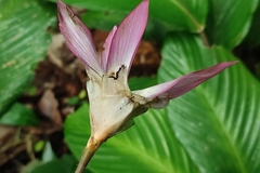 Goeppertia loeseneri