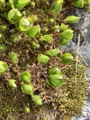 Salix herbacea