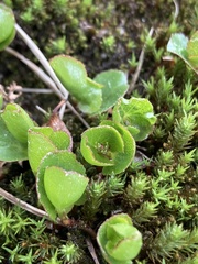 Salix herbacea