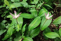 Goeppertia loeseneri