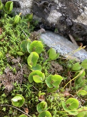 Salix herbacea