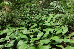 Goeppertia loeseneri