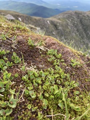 Salix herbacea