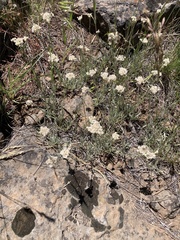 Antennaria luzuloides